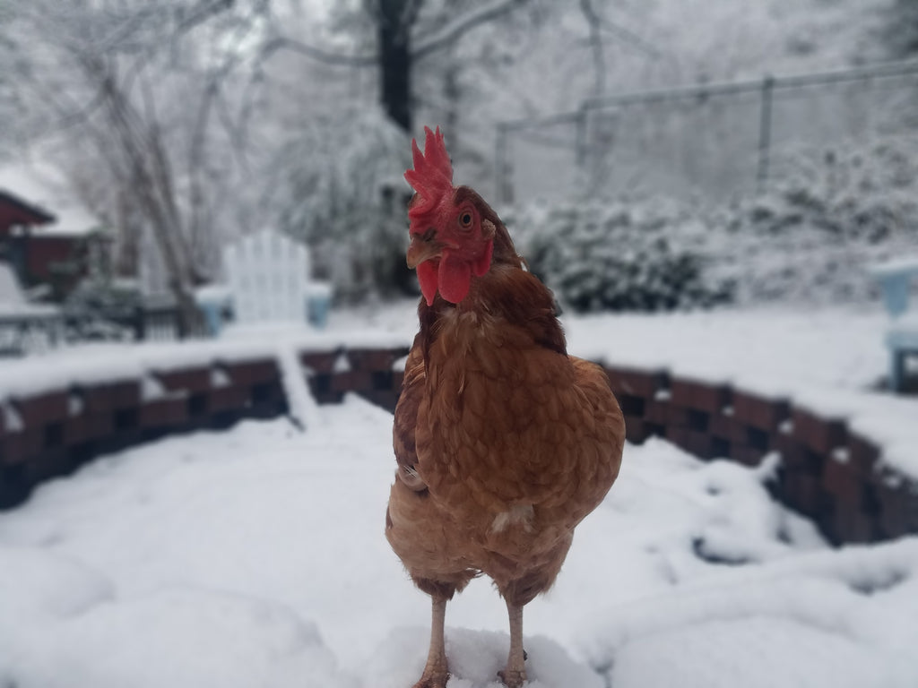 Winter is coming! A winter's survival guide for first time chicken owners.