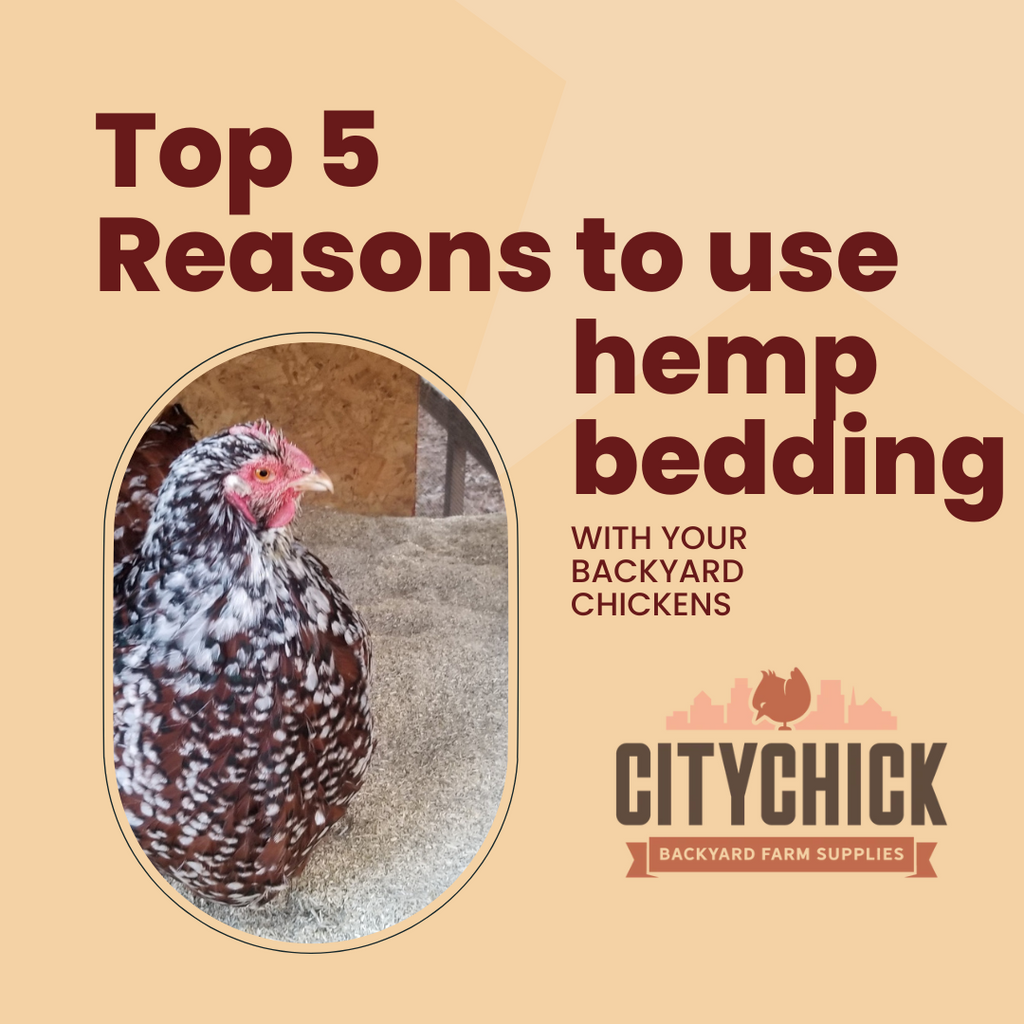 Top 5 reasons to use hemp bedding with your backyard chickens.
