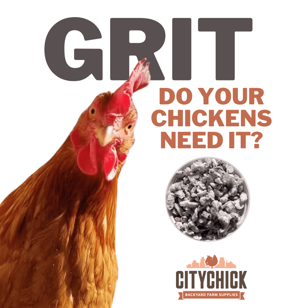 Do your backyard chickens need grit?